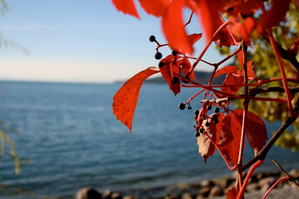 orange leaf on brown tree branch